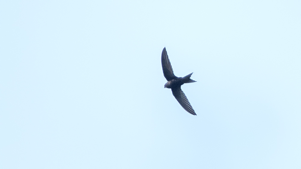 Common Swift
